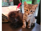 Кошачья семья ищет дом